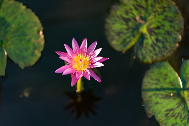 ピンクの蓮の花や暗い背景の池にスイレン