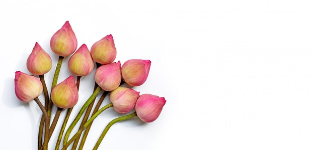 Fiore di loto rosa su fondo bianco.