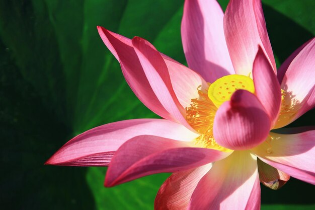 pink Lotus flower with green leaf growing in the pond