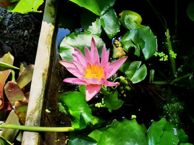 연못에 녹색 잎이 있는 분홍색 연꽃.