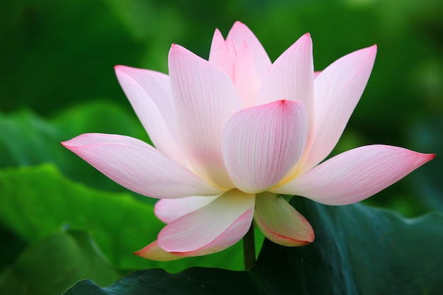 pink Lotus flower with green leaves growing in the pond