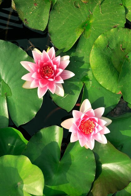 Pink lotus flower with green leaves in lake