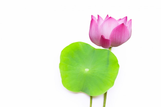 Pink lotus flower with green leaves on white background. 