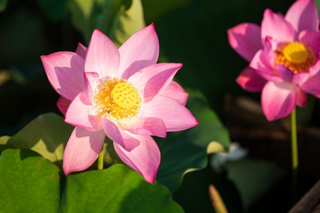 a pink lotus flower with yellow center and the yellow center.