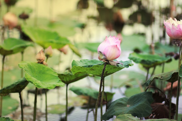 ピンクの蓮の花