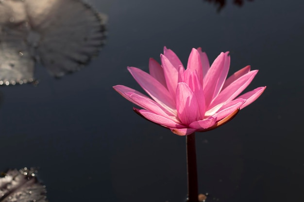 Pink lotus flowers are blooming with sunset