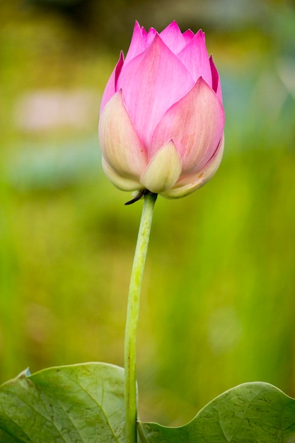 ピンクの蓮の花が咲いています