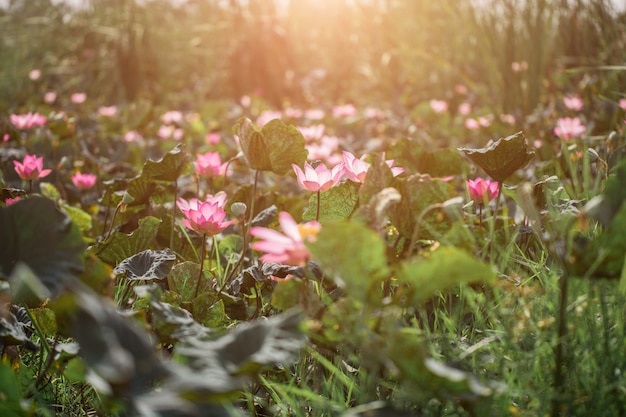 Pink lotus flowers are blooming