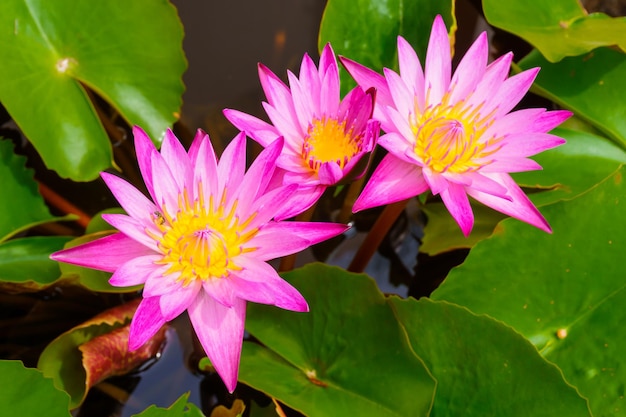 pink lotus flowers blooming