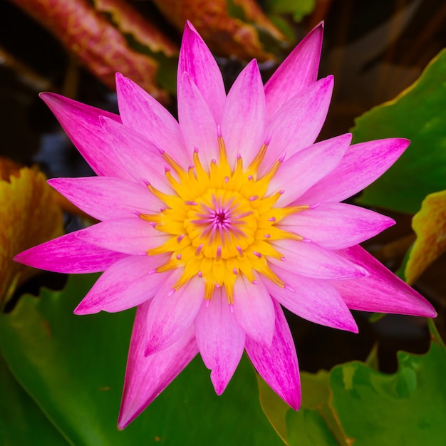 pink lotus flowers blooming