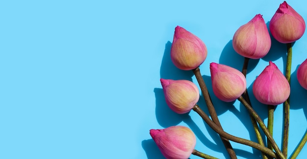 Pink lotus flowers on blue background.