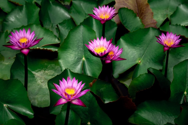 農業用蓮池のピンクの蓮の花