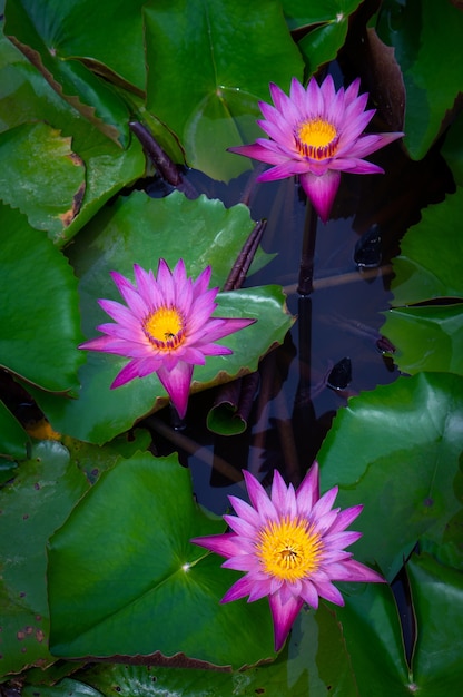 Pink lotus flowers in the lotus pond for agriculture