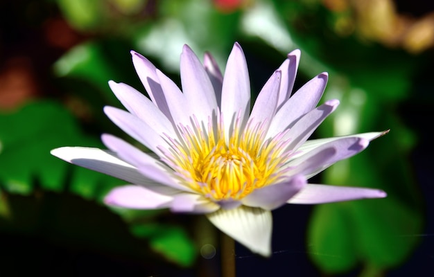 Pink lotus flowers in nature on black background