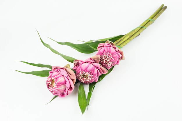 Pink lotus flowers for Pay respect to the Buddha isolated on white 