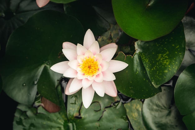 Pink lotus flowers in pond nature concept background close up