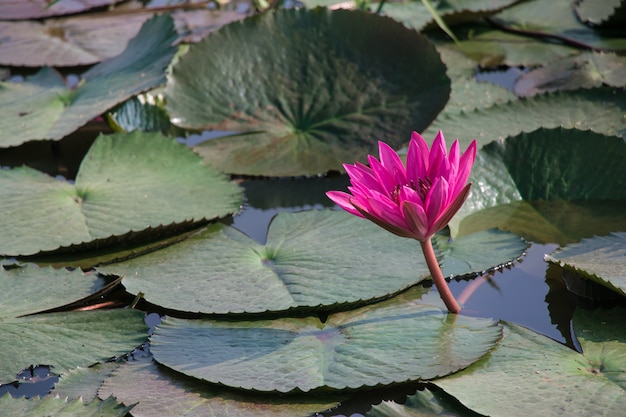 Pink lotus is blooming in lake.