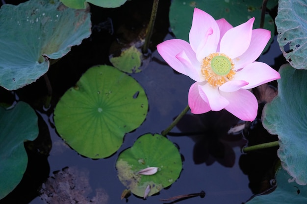 Pink lotus in the lake