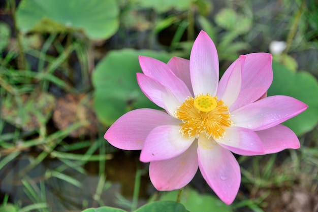 Pink lotus on lotus leaf background