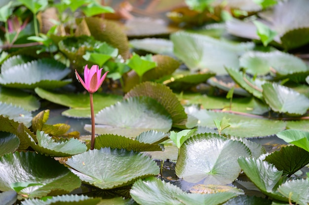 Photo pink lotus in the pond, beautiful pink waterlily in river.