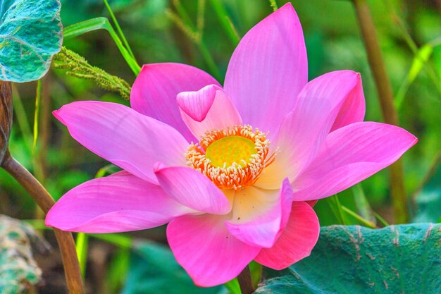 Pink lotus in a pond