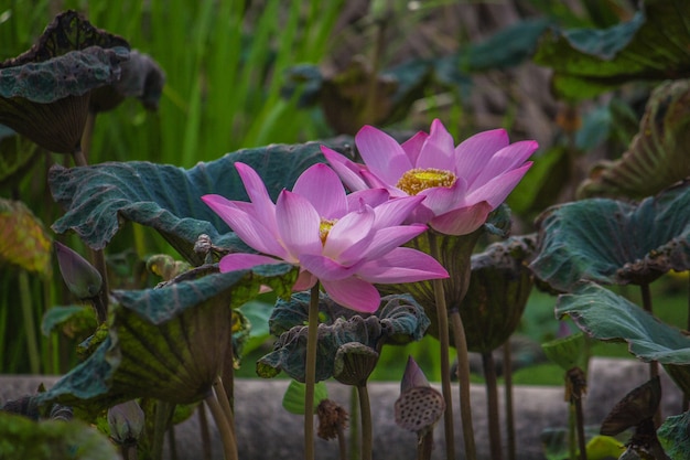 Pink lotus in a pond