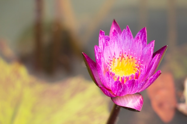 Pink lotus in the pond