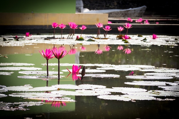 Pink lotus in pond. 