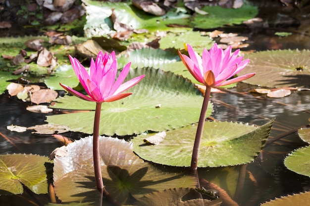 Pink lotus in pond. 