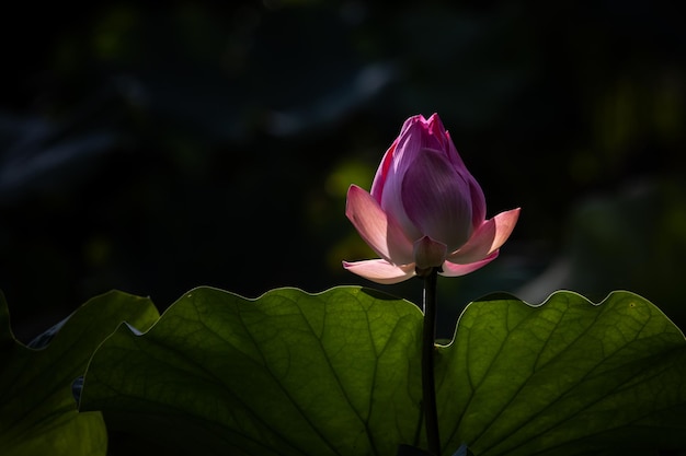 Pink Lotus in the pond