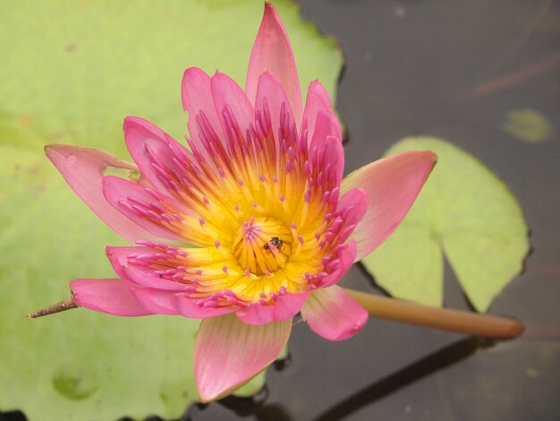 Pink lotus in the pool