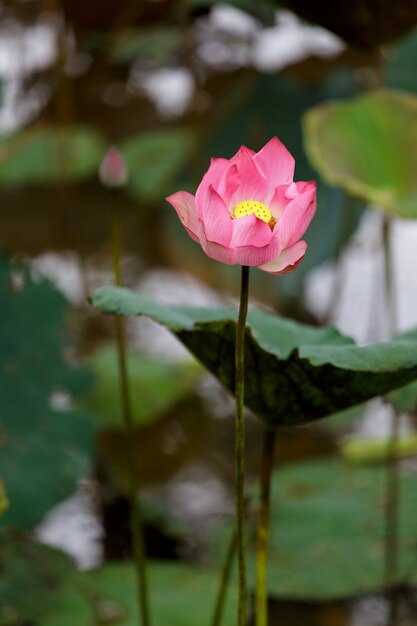 Pink lotus in the river 