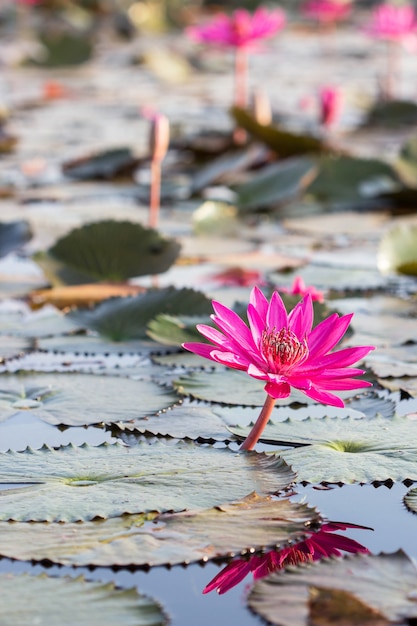 pink lotus in the rivers 