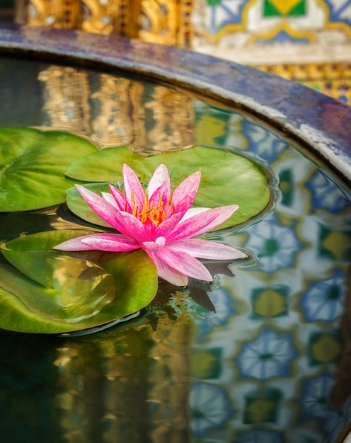 Pink lotus in Temple in Bangkok city in Thailand