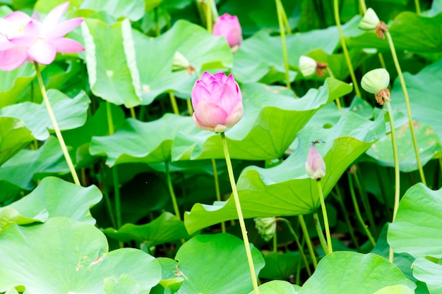 Pink lotus that grows in the pond