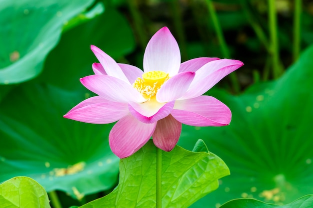 Pink lotus that grows in the pond