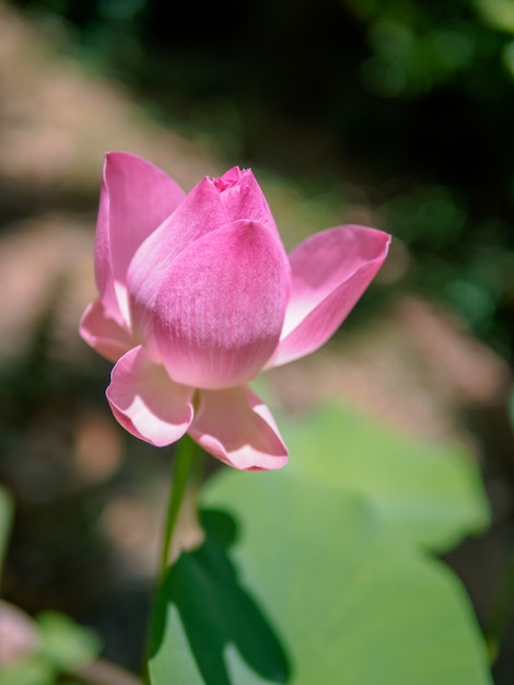 Photo the pink lotus that is above the water in the pond