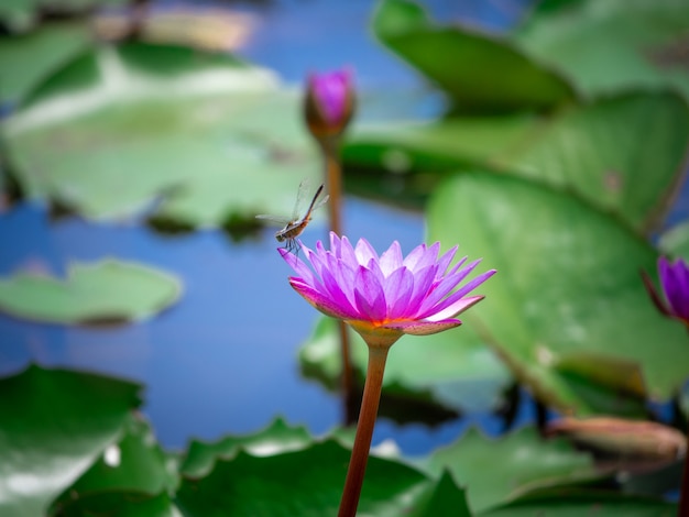 Photo the pink lotus that is above the water in the pond