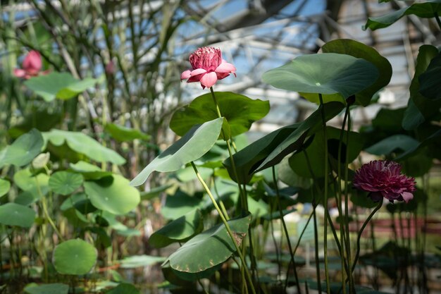 Pink lotus water lily blooming in tropical glasshouse