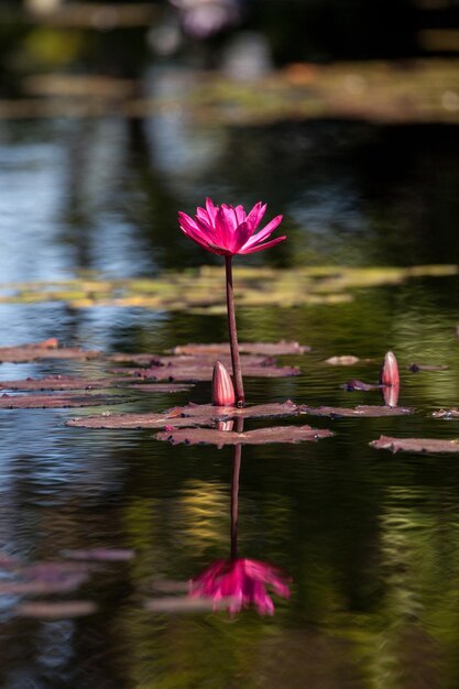 Foto lili d'acqua di loto rosa nel lago