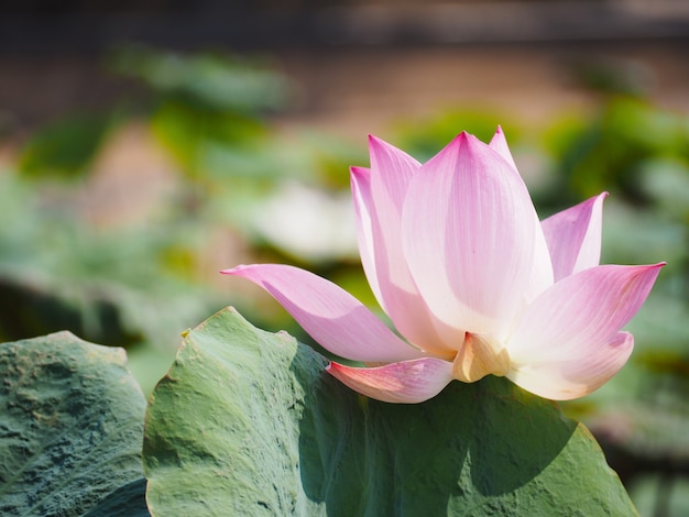 Pink lotus waterlily