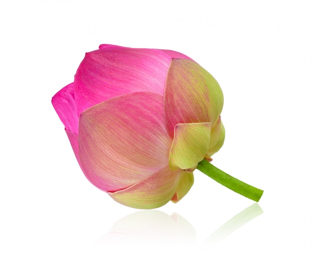 Pink lotus on white background