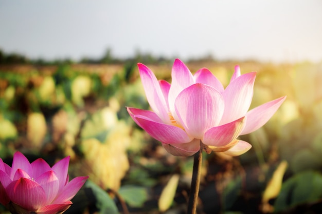 Pink lotus with beautiful.