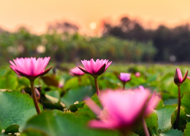 Lotus rosa con foglia verde che fiorisce nella palude