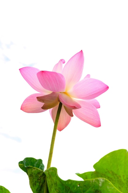 Pink lotus