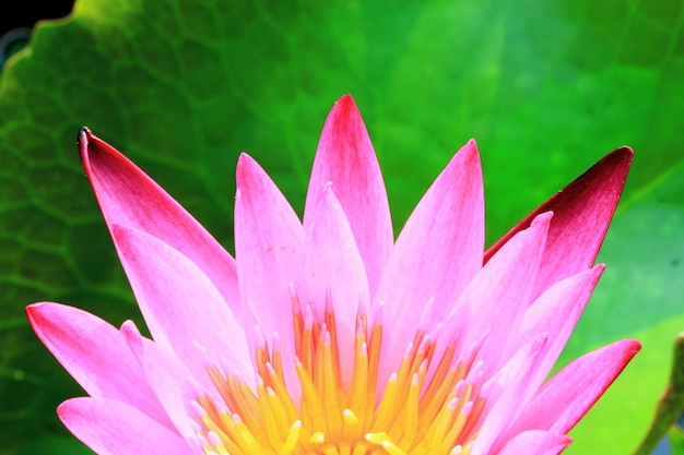 Pink Lotus