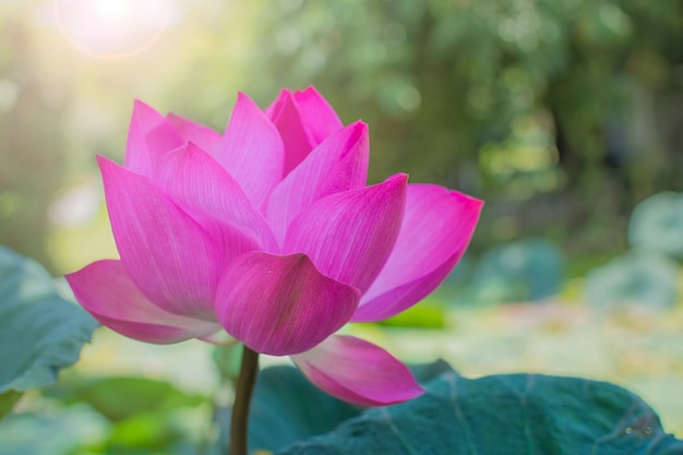 Pink lotus