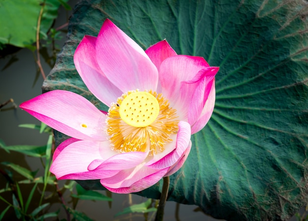 Pink lotus