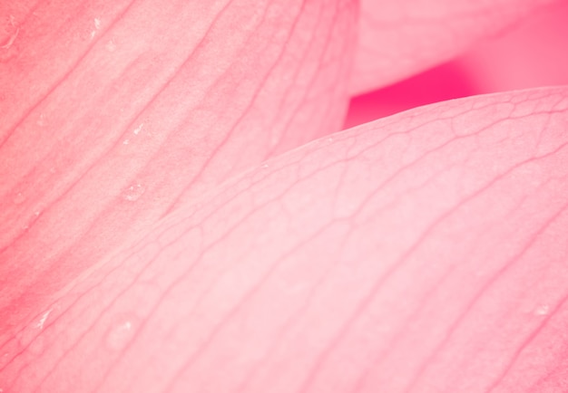 Photo pink lotus