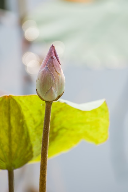 pink lotus